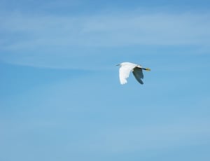 white bird long beak in flight thumbnail