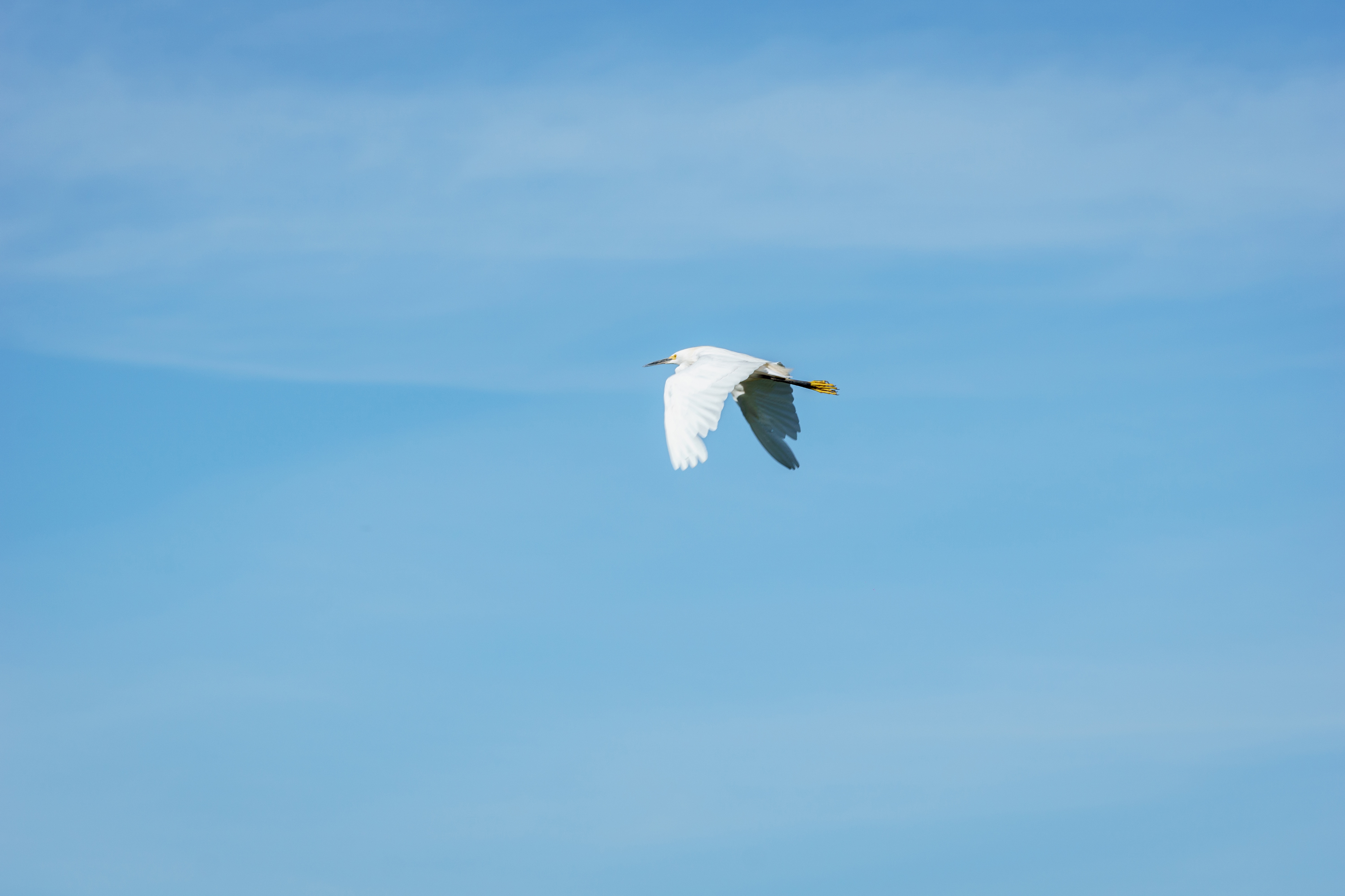 white bird long beak in flight