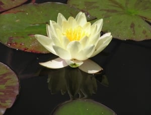 white lotus painting thumbnail