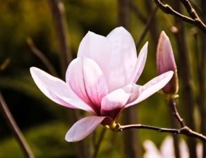 selective focus photography of bloom pink petaled flower thumbnail