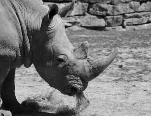 grey scale photo of rhinoceros thumbnail