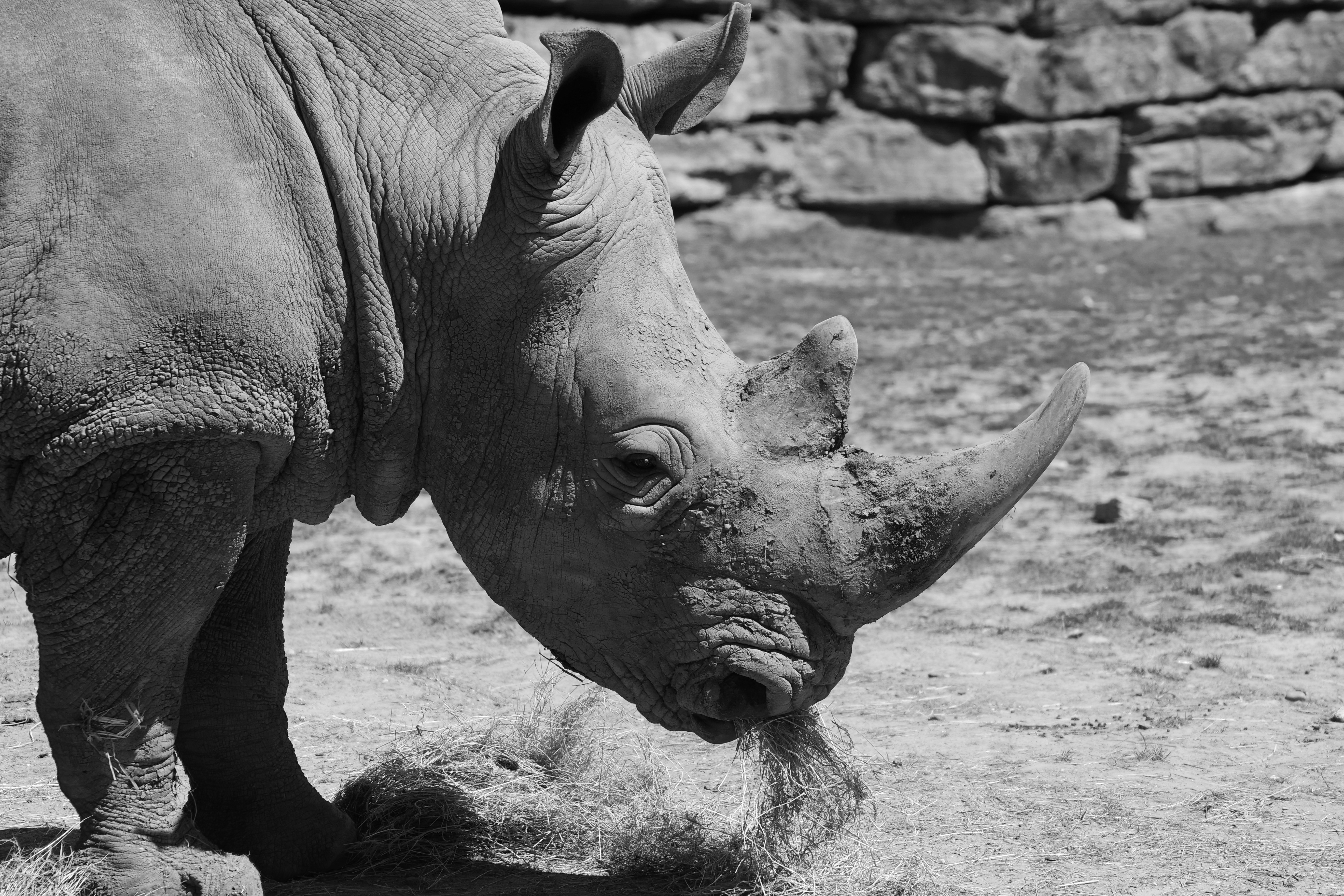 grey scale photo of rhinoceros
