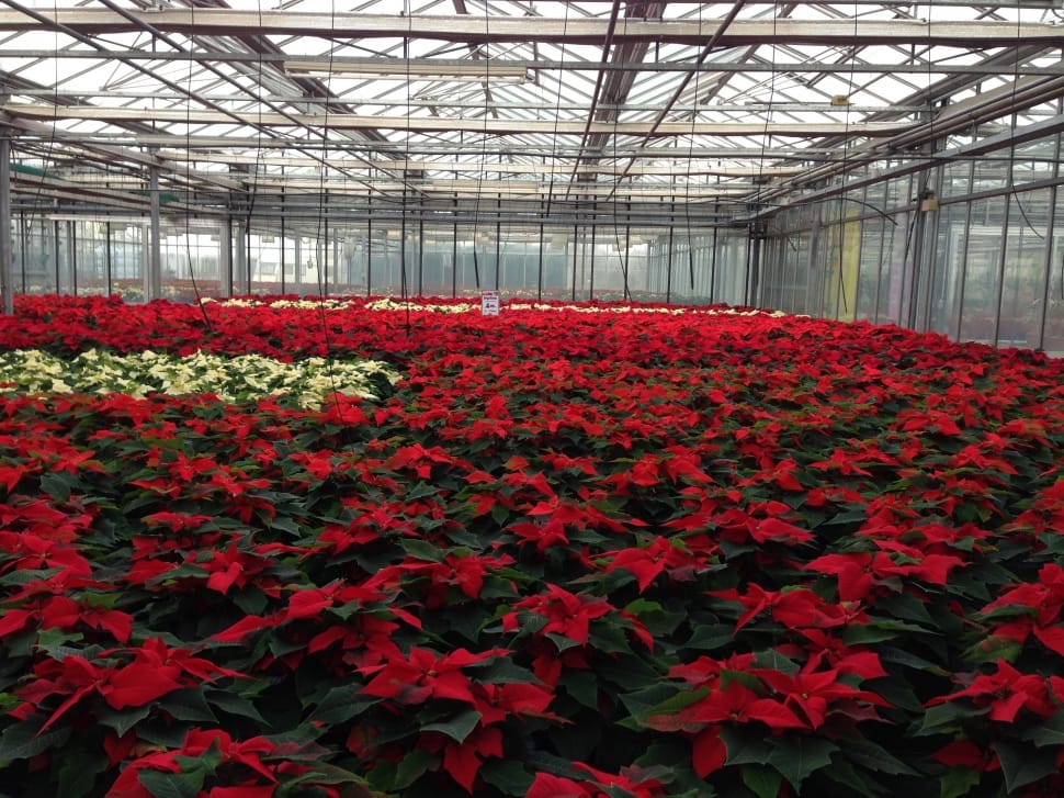 Plant, Greenhouse, Rearing, Poinsettia, flower, growth preview