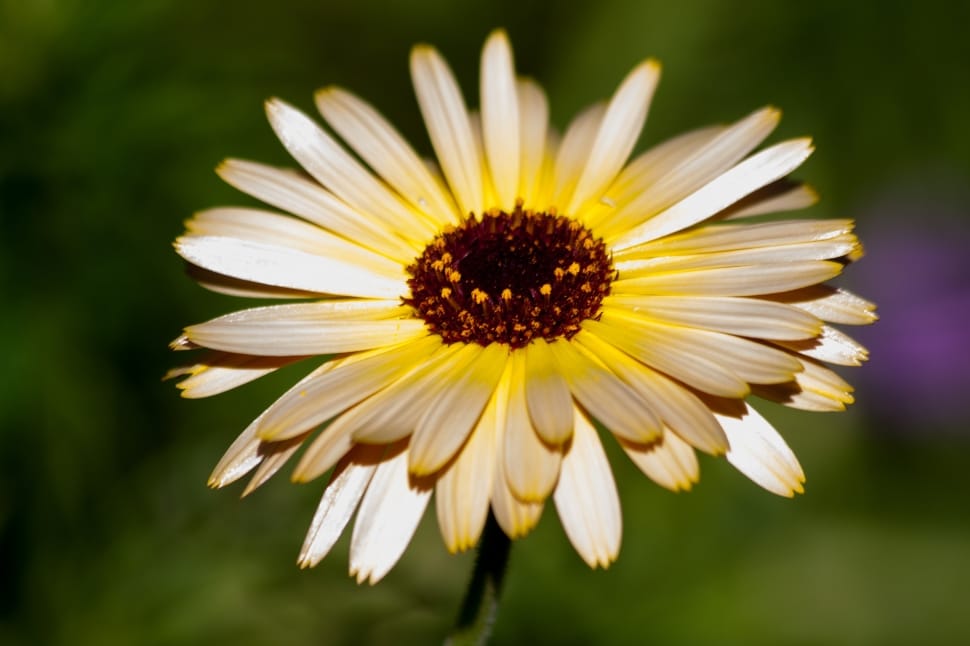 white brown and yellow flower preview