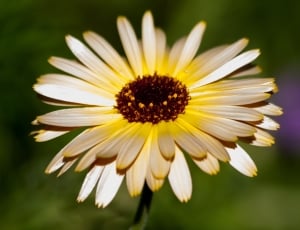 white brown and yellow flower thumbnail