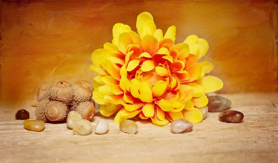 yellow flower and sea shells preview