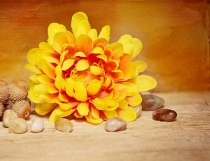 yellow flower and sea shells thumbnail