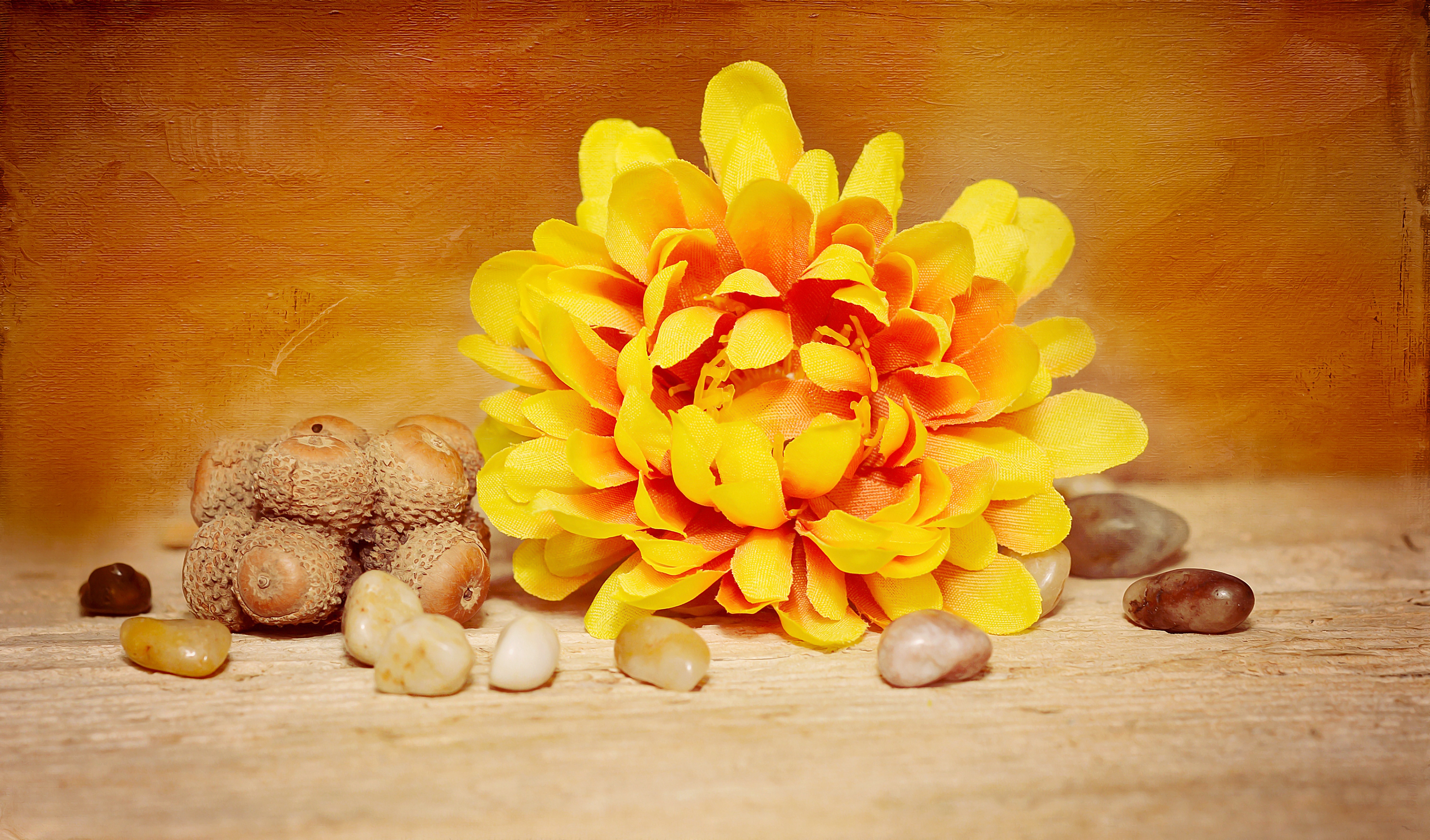 yellow flower and sea shells