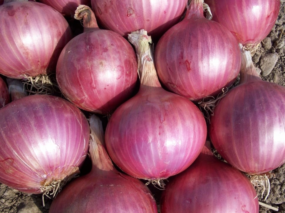 red onion lot preview