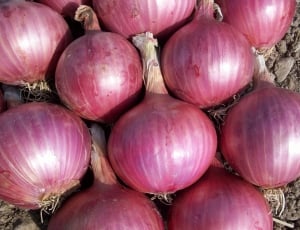 red onion lot thumbnail