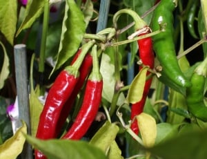 red and green chili pepper thumbnail