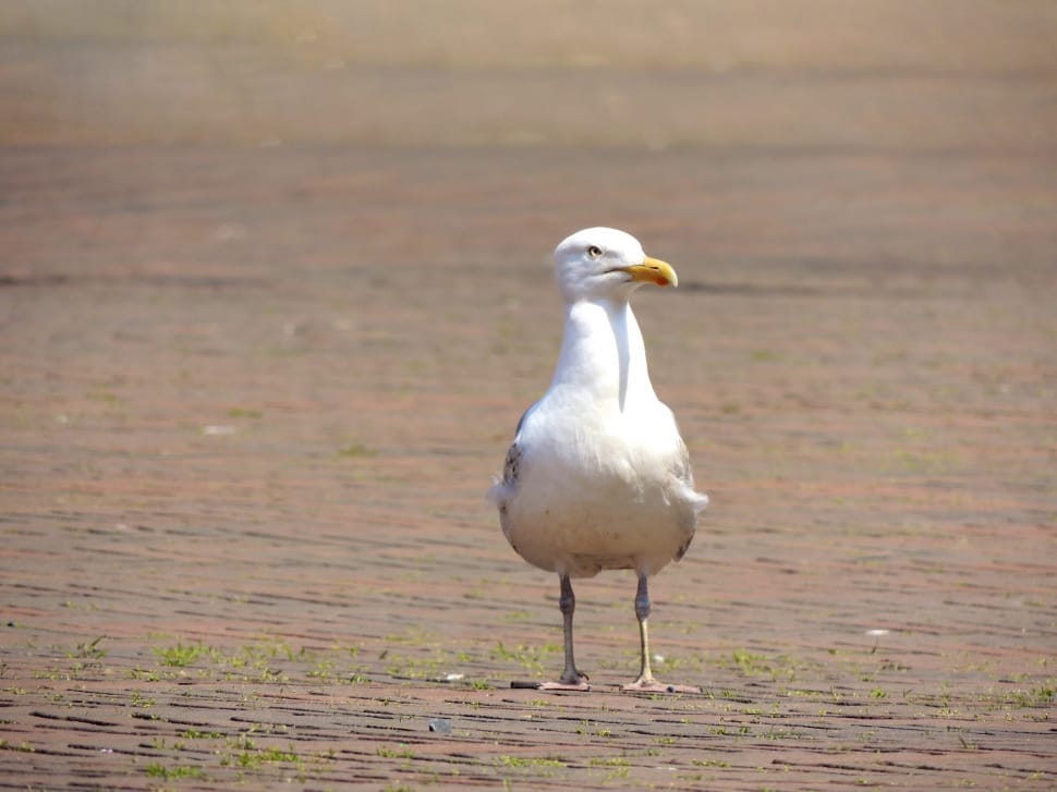 Herring gull preview