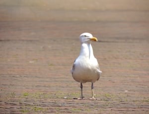 Herring gull thumbnail