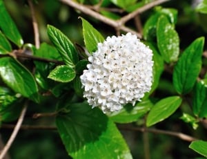 white petaled flower thumbnail