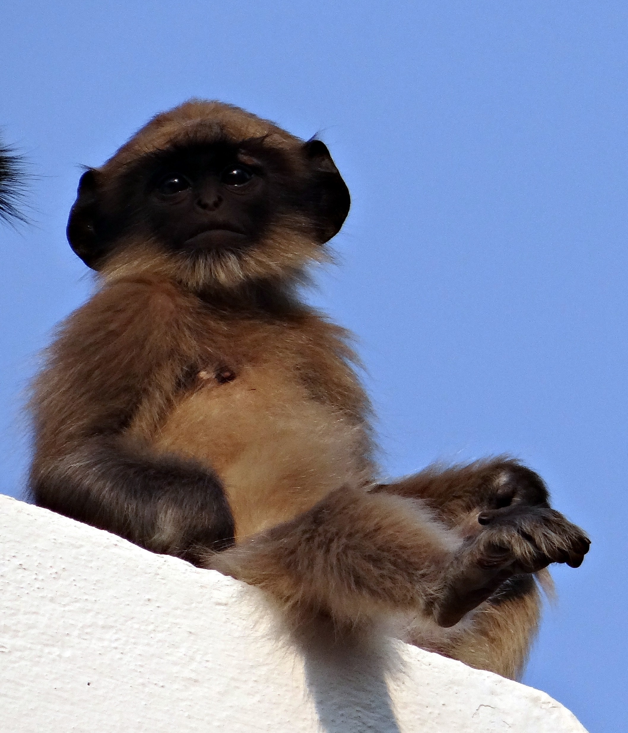 brown primate