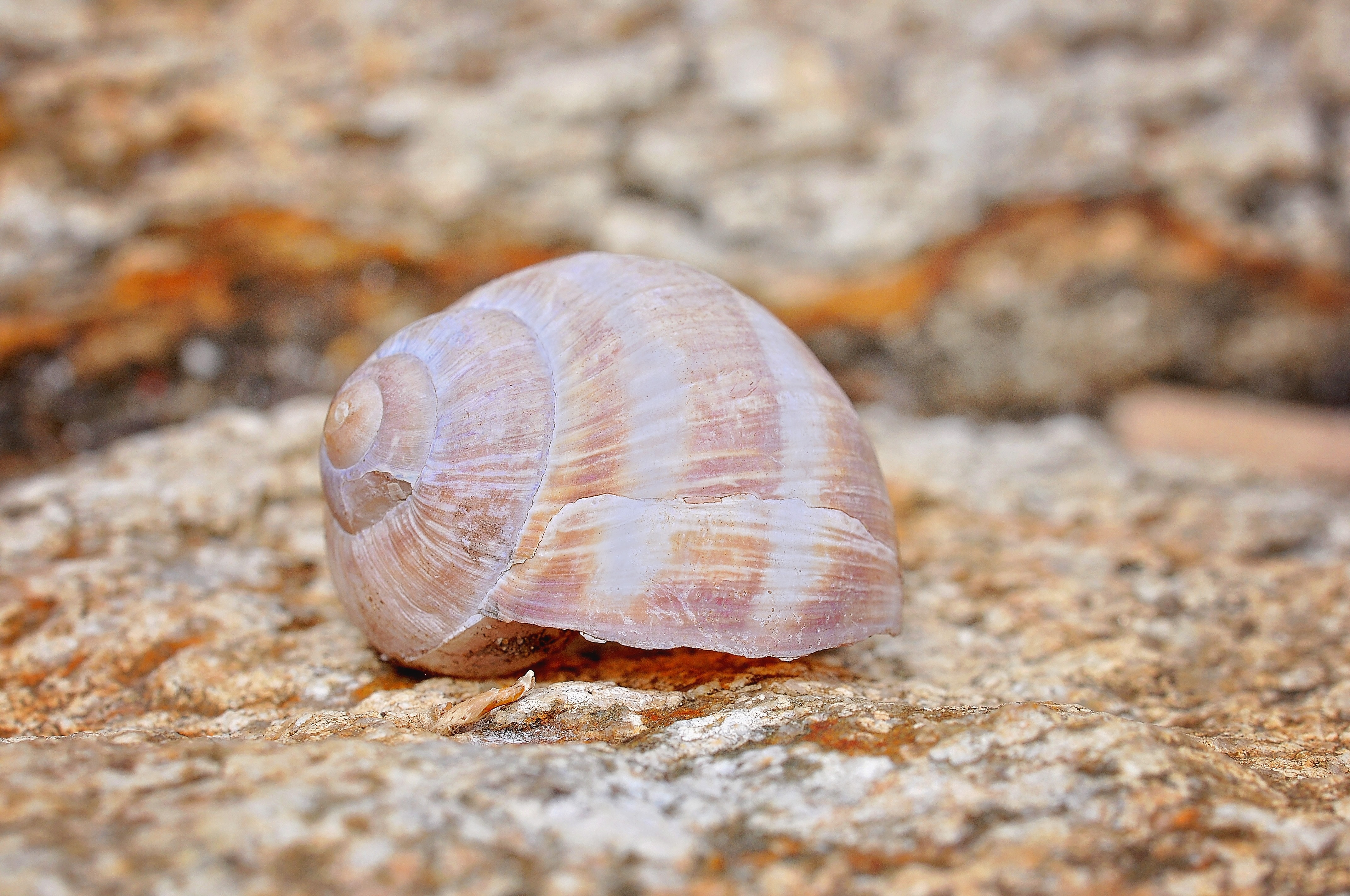 grey sea shell