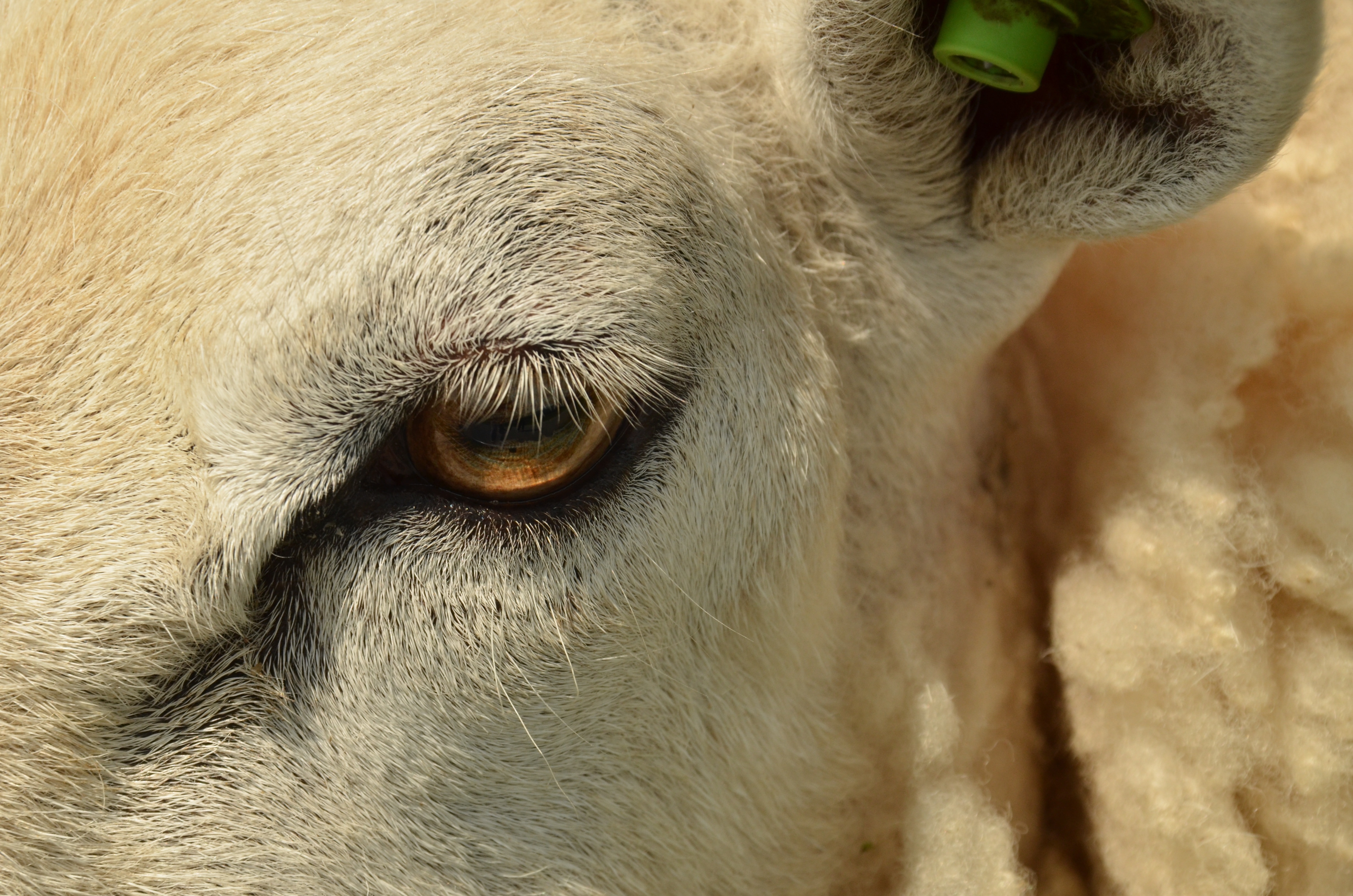 Eyelash, Mammal, Sheep, Animal, Eye, one animal, domestic animals