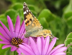 Nature, Cute, Butterfly, Spring, Insect, flower, insect thumbnail