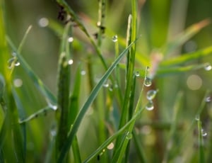 dew drops on green grass in close photography thumbnail
