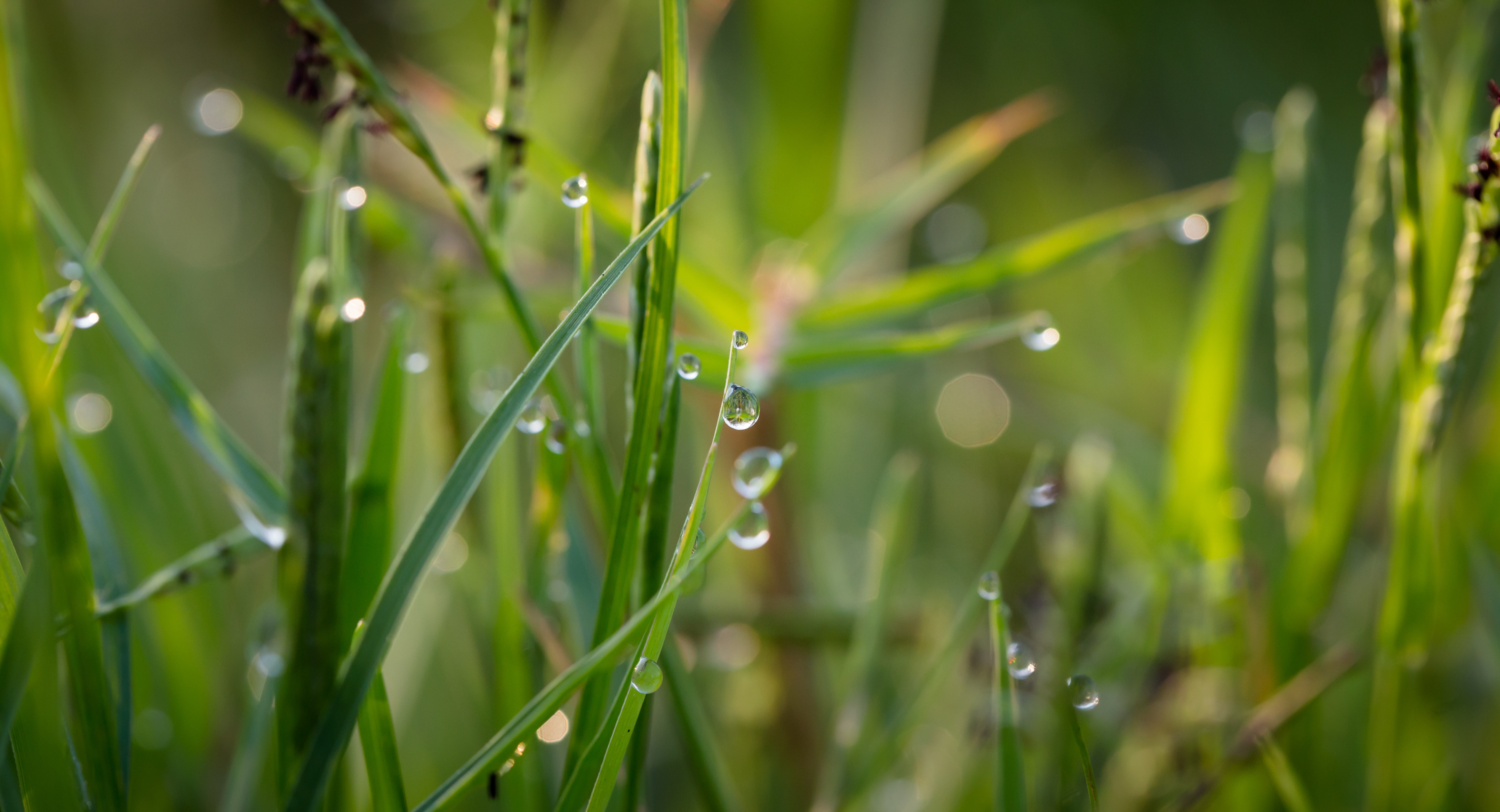 dew drops on green grass in close photography