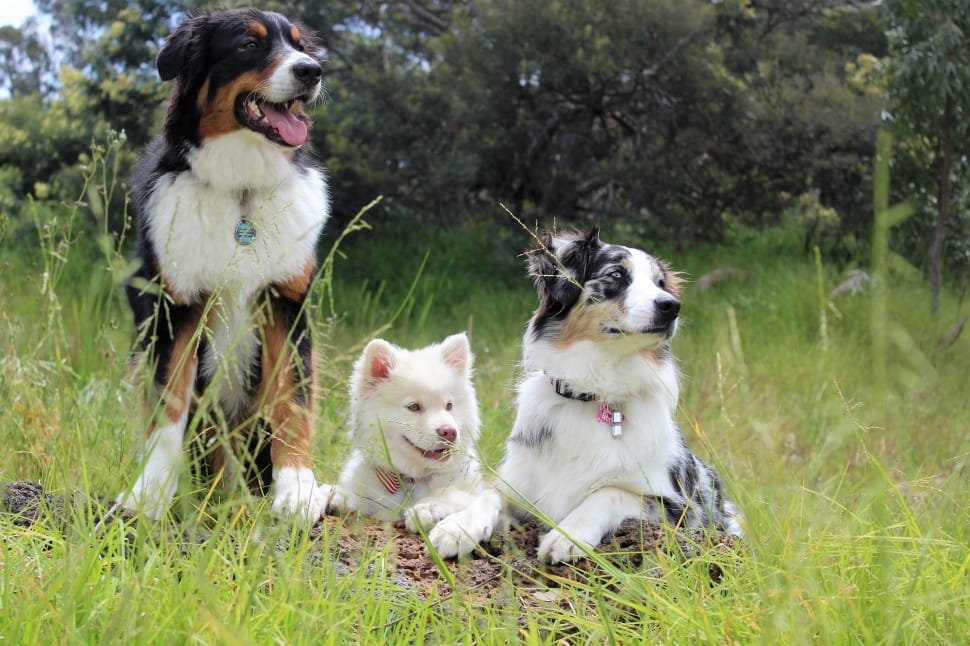blue merle and tricolor australian shepherd with white samoyed preview