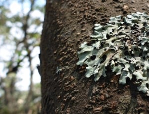 Forest, Nature, Tree, Plant, Lichene, tree trunk, tree thumbnail