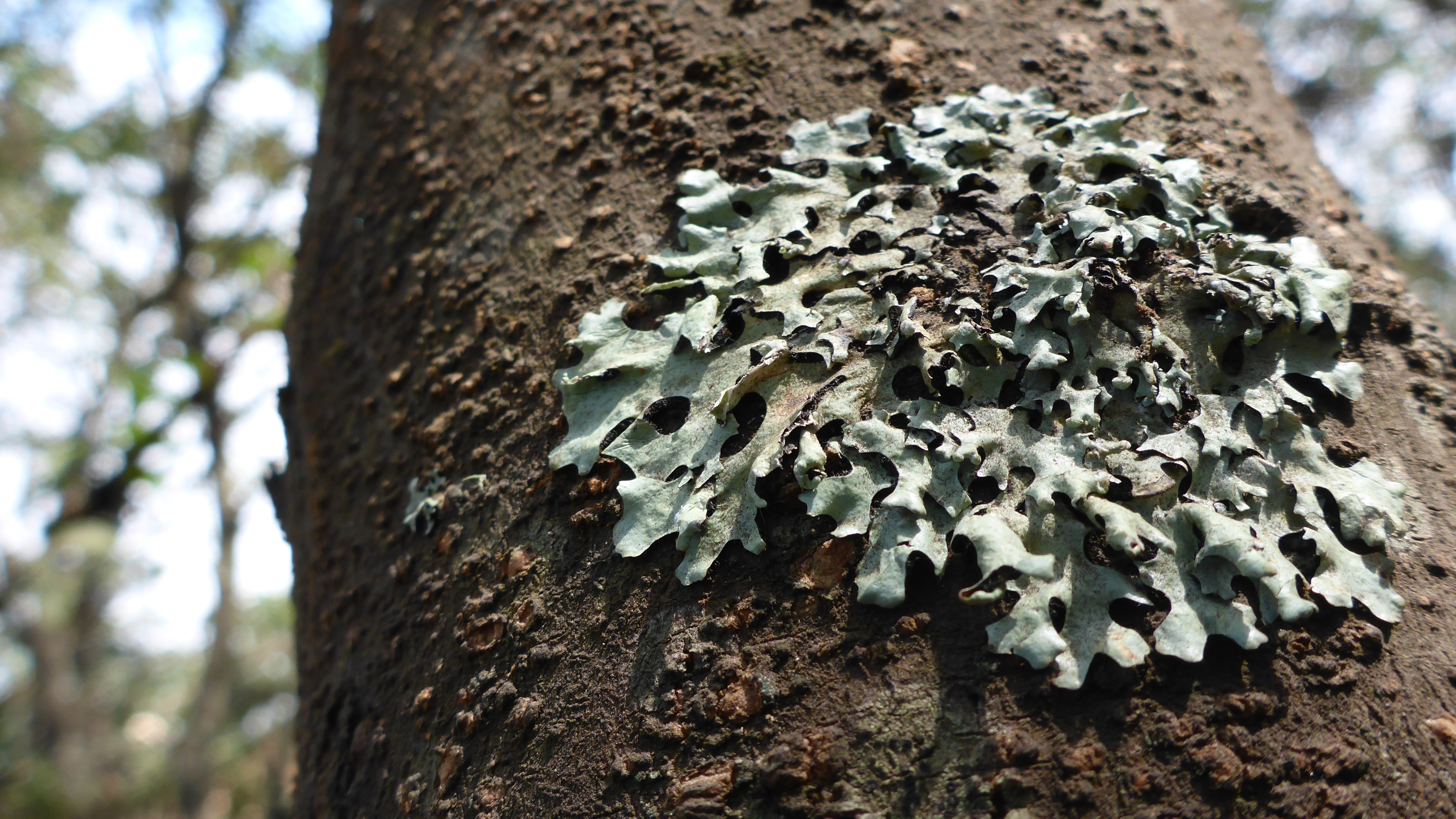 На какой стороне дерева растет лишайник. Накипные лишайники на деревьях. Лишайник lichenes. Ягель лишайник дерево.