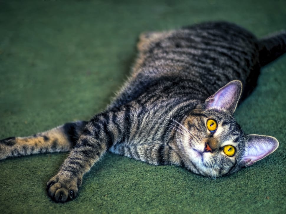 gray tabby cat preview