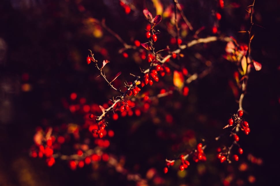 tree, branch, plant, nature, red, no people preview