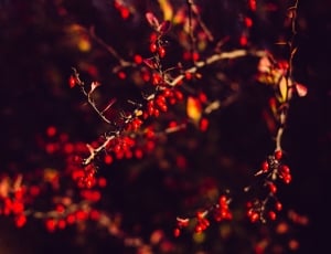 tree, branch, plant, nature, red, no people thumbnail