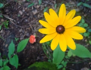 shallow focus photography of yellow petal flower on brown soil during daytime thumbnail