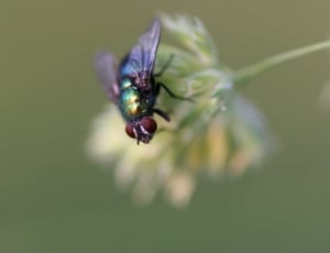 bottle fly on green flower in closeup photography thumbnail