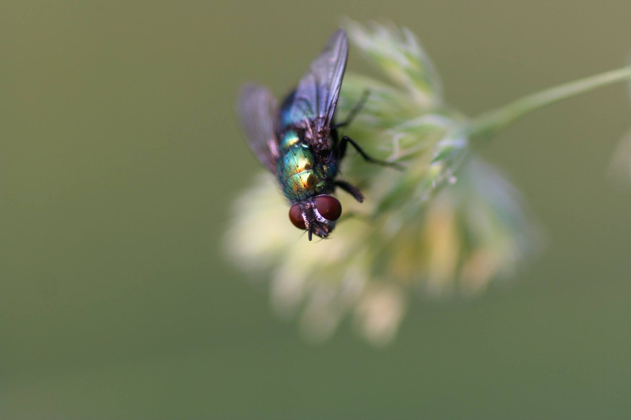 bottle fly on green flower in closeup photography