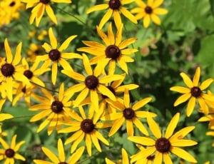 Yellow, Wildflower, Sunflower, Flower, flower, yellow thumbnail