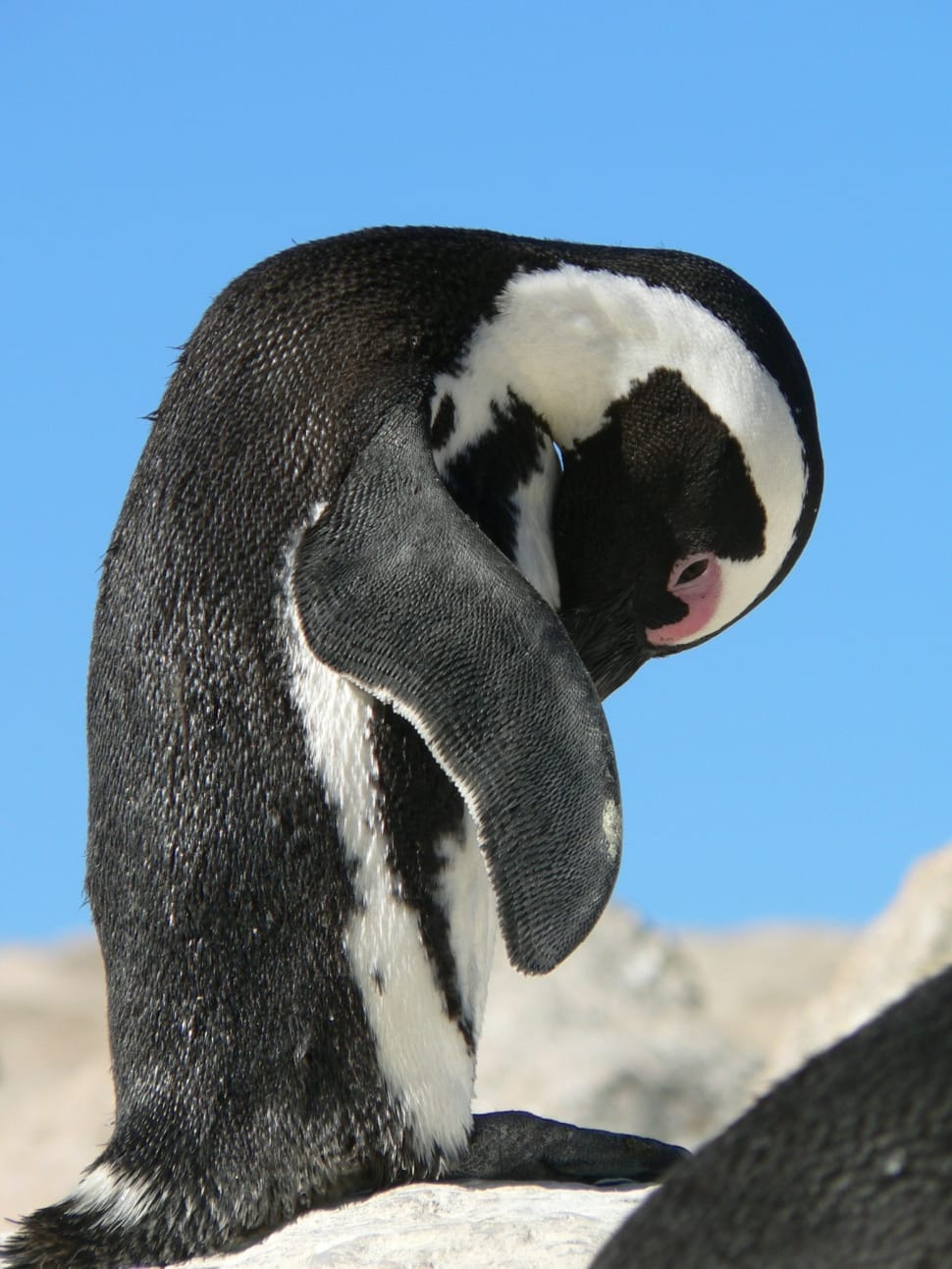 selective photo of white and black penguin preview
