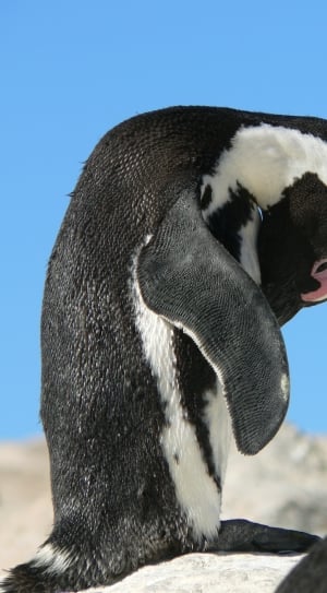 selective photo of white and black penguin thumbnail