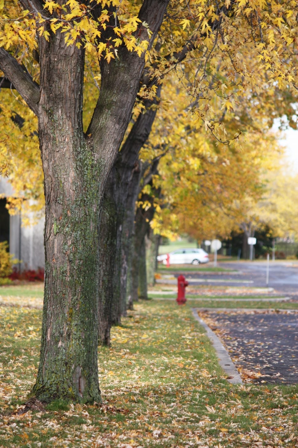 yellow trees preview