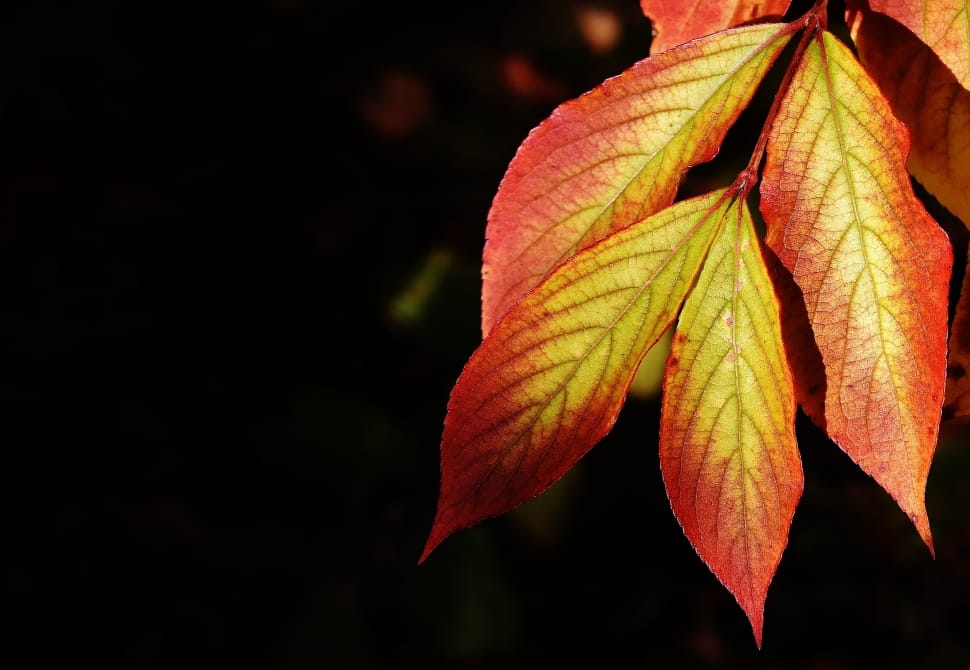 yellow and red leaf plant preview