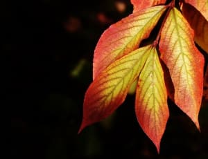 yellow and red leaf plant thumbnail