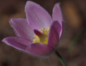 purple tulip thumbnail