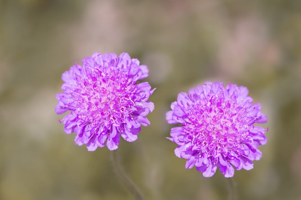 2 purple flowers preview
