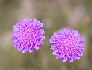 2 purple flowers thumbnail