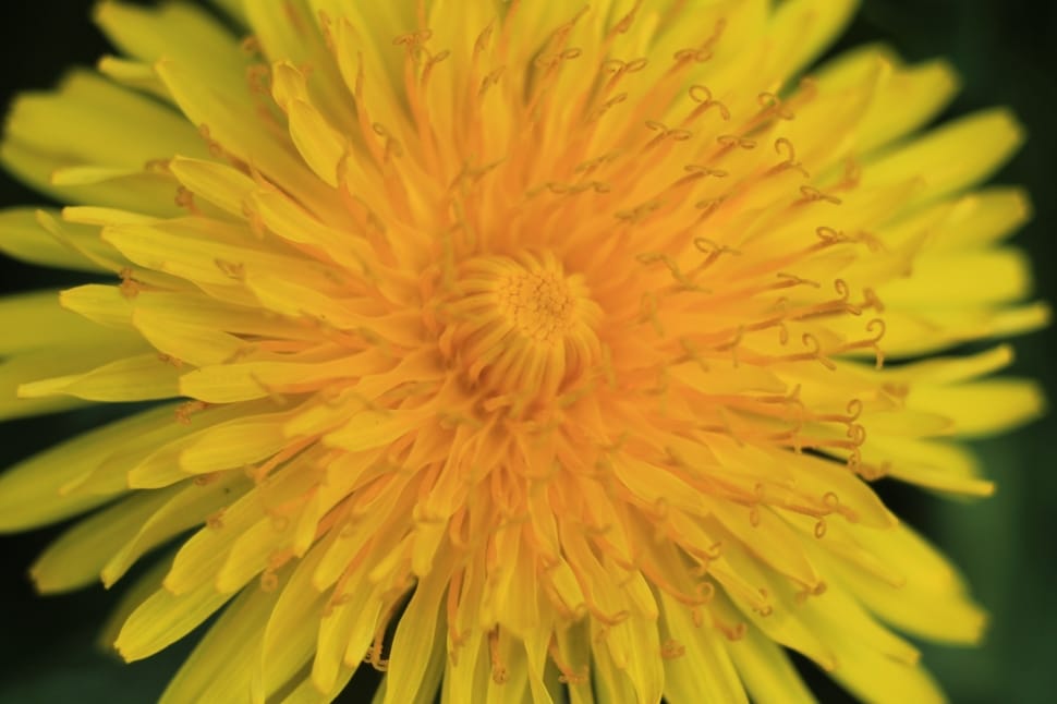 yellow cluster flower preview