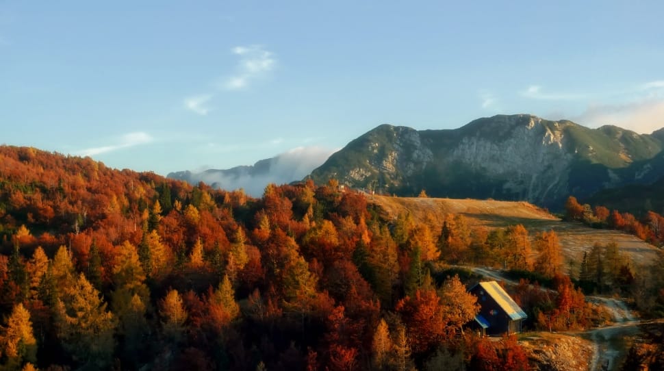 maple trees house and mountains preview