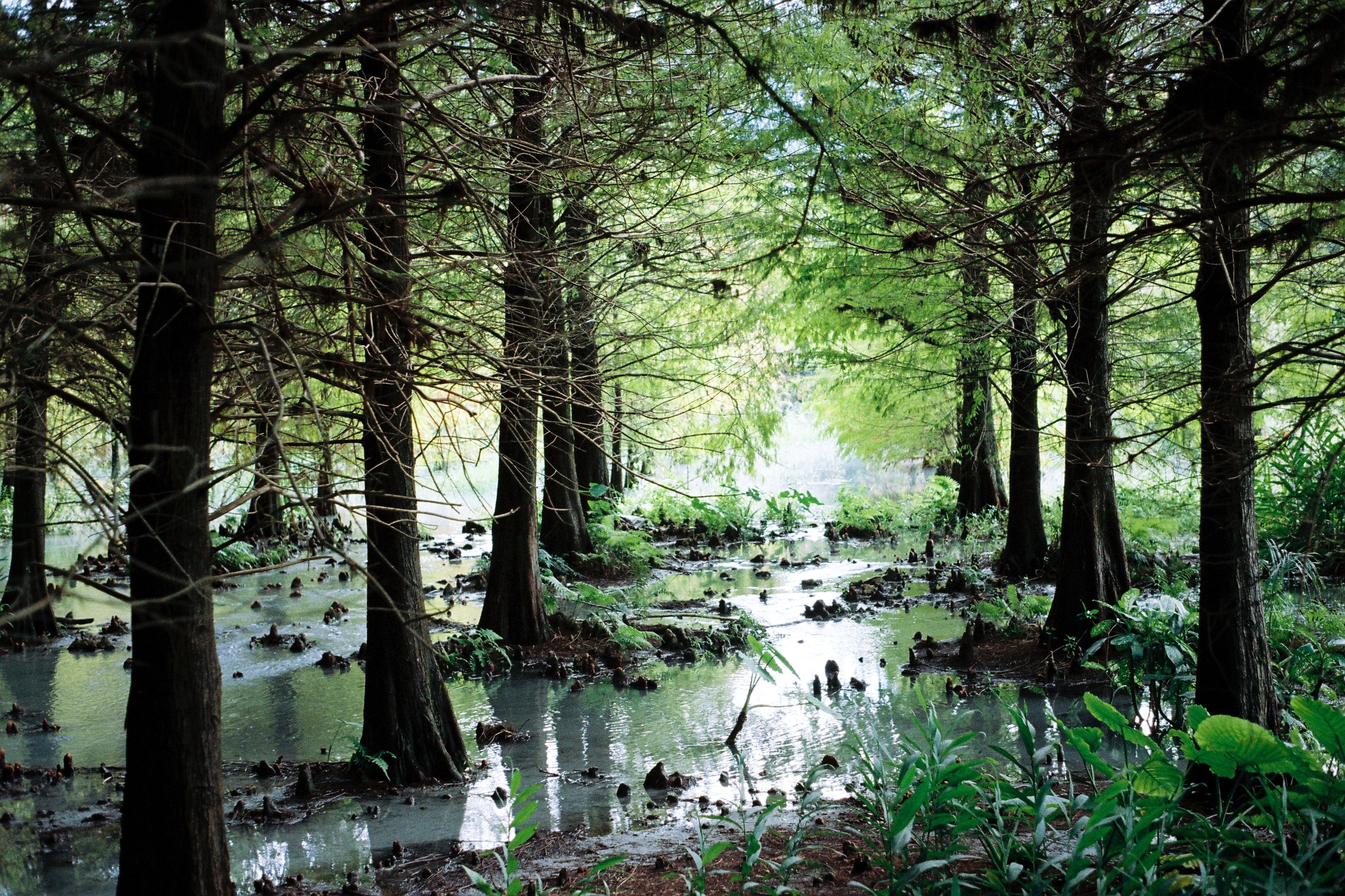 Слушать лес природу. Прибрежный лес. Forest Habitat. Forest Habitat Wood. Фото Woodstream.