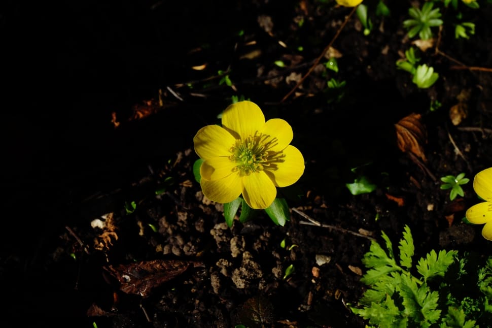 yellow small flower preview