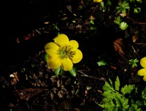 yellow small flower thumbnail