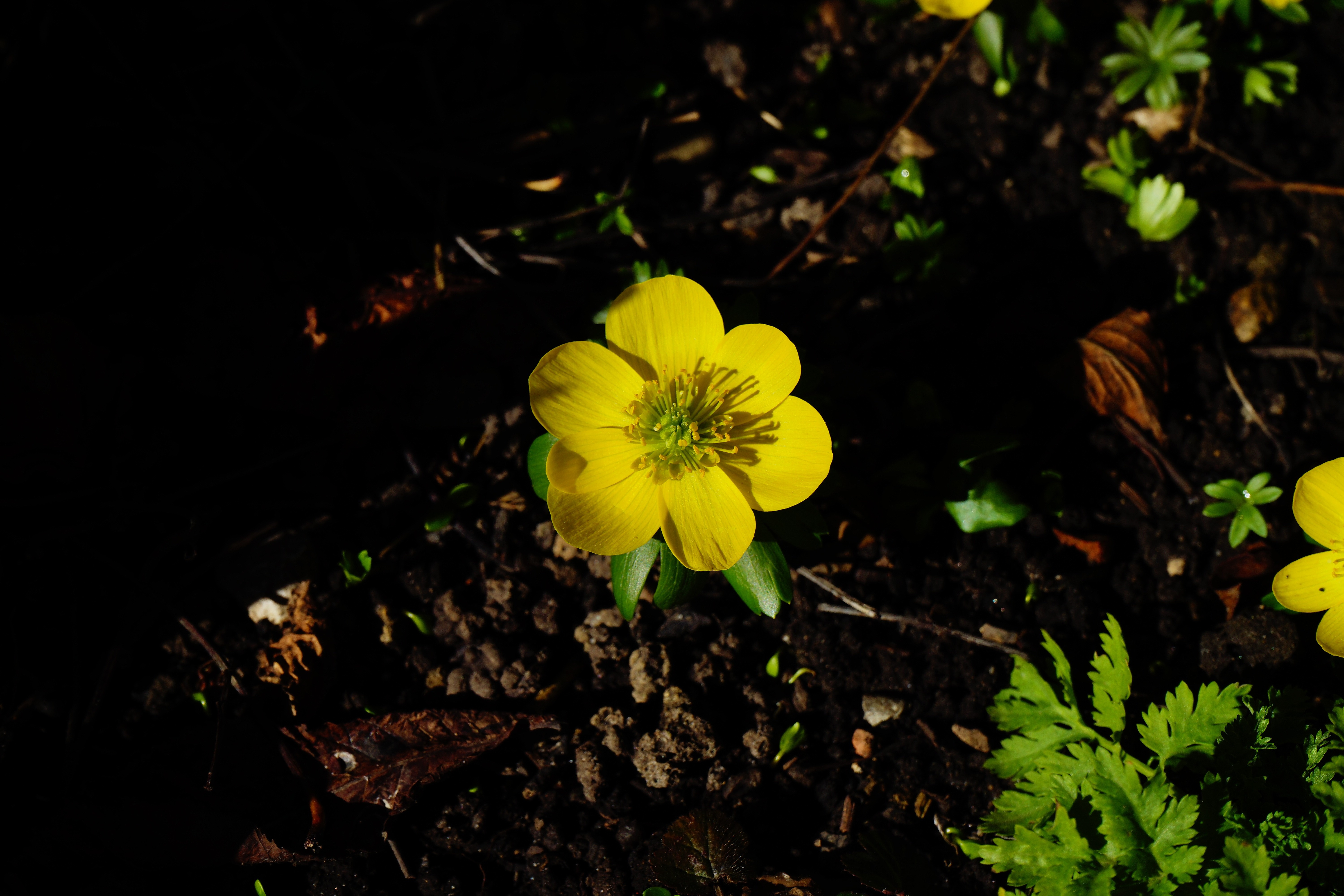yellow small flower