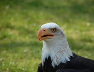selective focus photography of bald eagle thumbnail