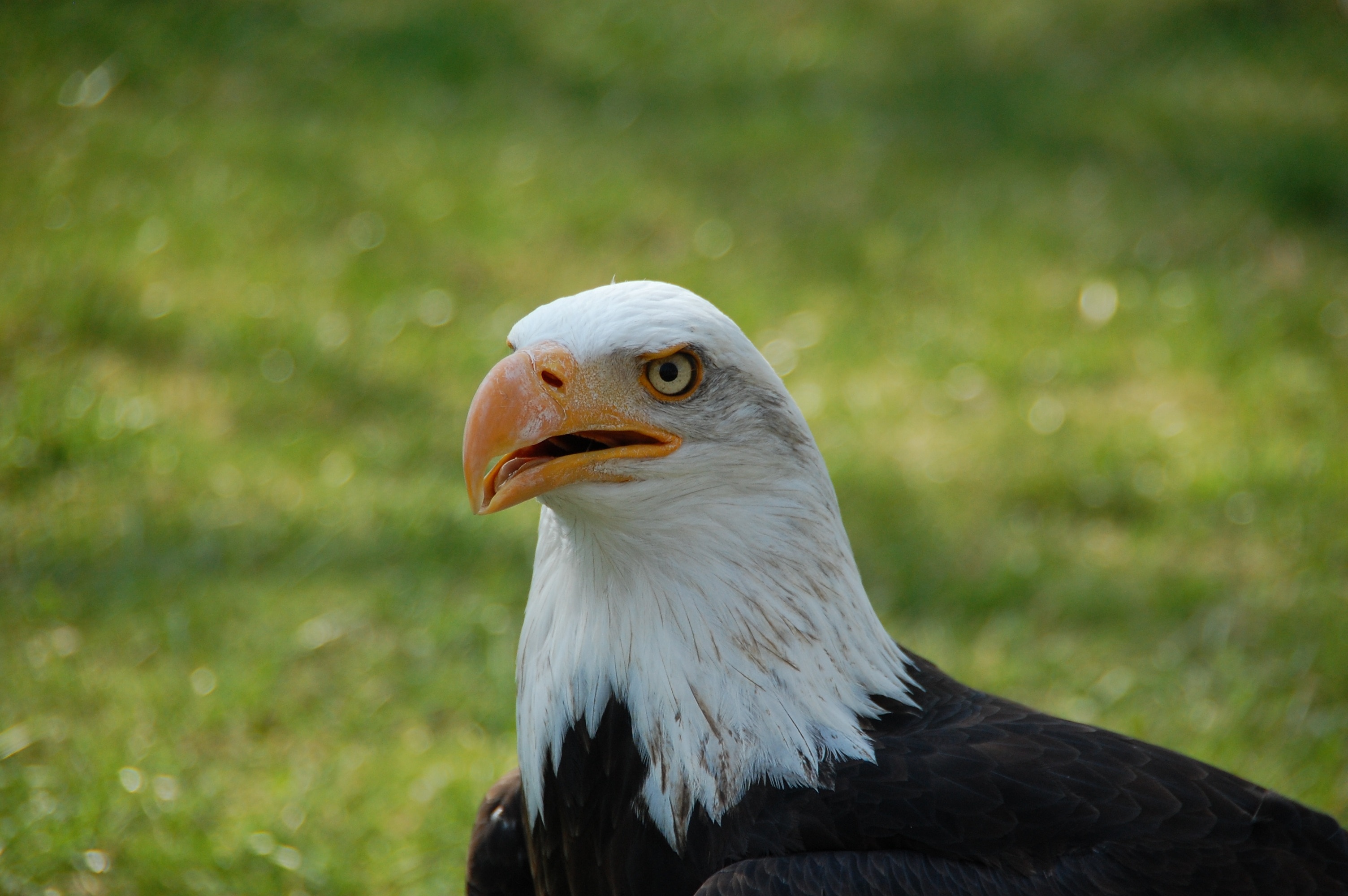 selective focus photography of bald eagle